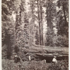 Hercules, Big Tree Grove.