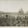 Nurseries. View of nursery at Eckert's Flats, Brown Station. April 15, 1913.
