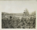 Nurseries. View of nursery at Eckert's Flats, Brown Station. April 15, 1913.
