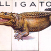 Alligator.