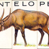 Antelope.