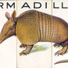 Armadillo.