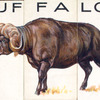 Buffalo.