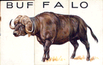 Buffalo.