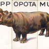 Hippopotamus.