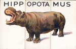 Hippopotamus.