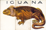 Iguana.