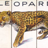 Leopard.