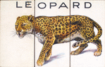Leopard.