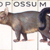 Opposum.