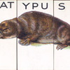 Platypus.