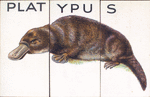 Platypus.
