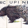 Porcupine.