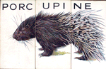 Porcupine.