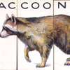 Raccoon.