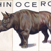 Rhinoceros.