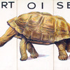 Tortoise.