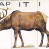 Wapiti.