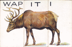 Wapiti.