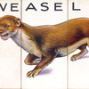 Weasel.