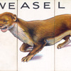 Weasel.
