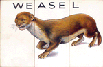 Weasel.