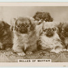 Belles of Mayfair.