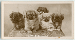 Belles of Mayfair.