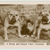 'A rose between two thorns.'