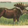 Moose.