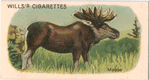 Moose.