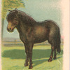 Shetland Pony.
