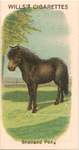 Shetland Pony.