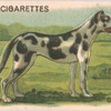 Great Dane.