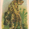 Leopard.
