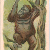 Orang-Utan.