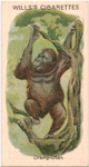 Orang-Utan.