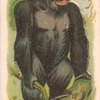 Gorilla.