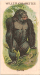 Gorilla.
