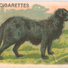 Retriever.