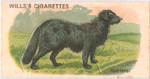 Retriever.