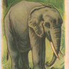 Indian Elephant.