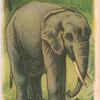 Indian Elephant.
