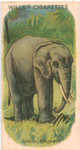 Indian Elephant.