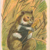 Common Hamster.