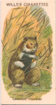 Common Hamster.
