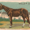 Racehorse.
