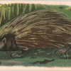 Hedgehog.