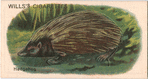 Hedgehog.
