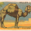 Dromedary.